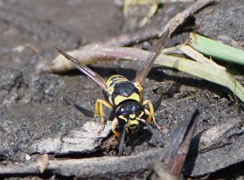 Allodynerus sp.